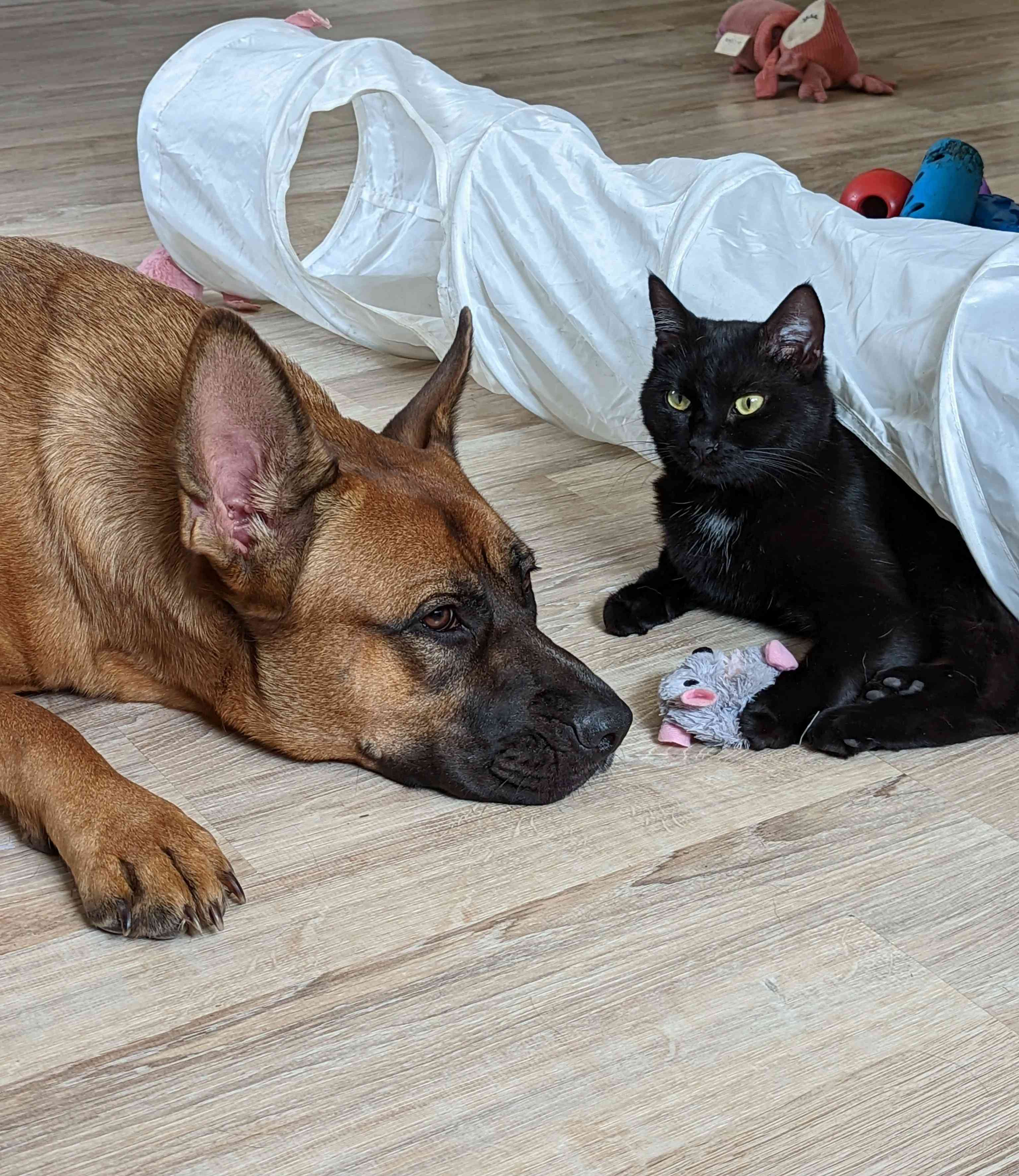 Photos of my animals, Soueï (German Shepherd and Dogue de Bordeaux cross dog) and Shadow (Black Cat)