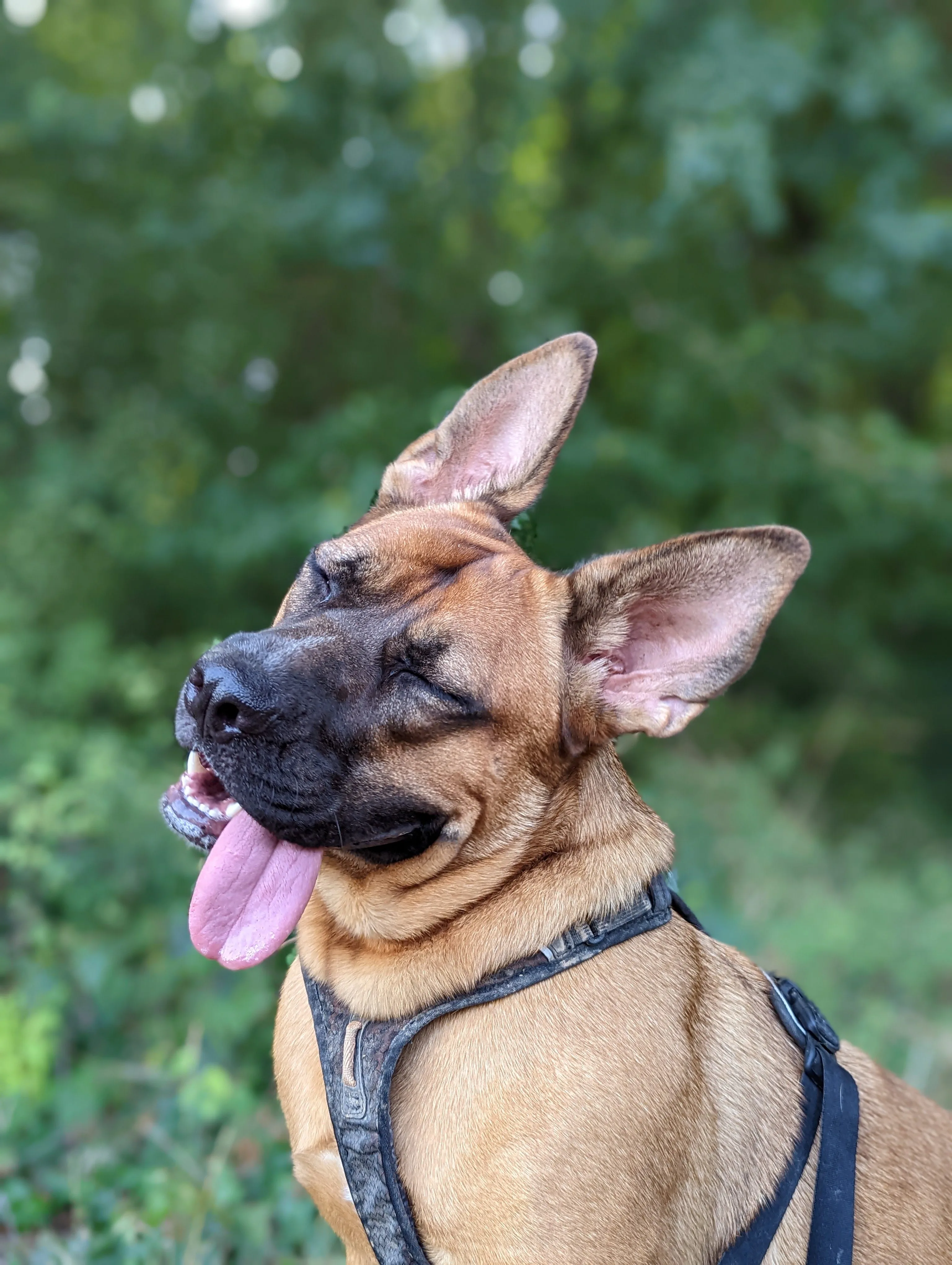 Photos of my animals, Soueï (German Shepherd and Dogue de Bordeaux cross dog) and Shadow (Black Cat)